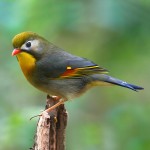 相思鸟-缩略图-8