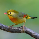 相思鸟-缩略图-10