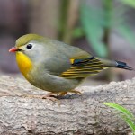 相思鸟-缩略图-11