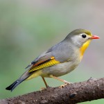 相思鸟-缩略图-12