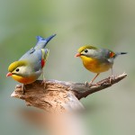 相思鸟-缩略图-14