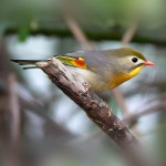 相思鸟-缩略图-15