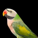 绯胸鹦鹉-缩略图-1