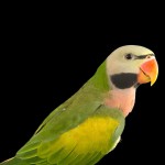 绯胸鹦鹉-缩略图-3