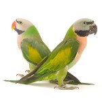 绯胸鹦鹉-缩略图-4