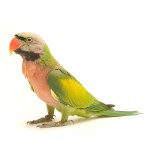 绯胸鹦鹉-缩略图-5