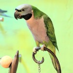 绯胸鹦鹉-缩略图-6