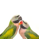 绯胸鹦鹉-缩略图-8