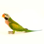 绯胸鹦鹉-缩略图-9