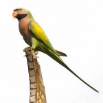 绯胸鹦鹉-缩略图-11