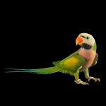 绯胸鹦鹉-缩略图-12