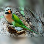 绯胸鹦鹉-缩略图-13