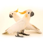 小葵花凤头鹦鹉-缩略图-1