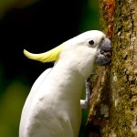 小葵花凤头鹦鹉-缩略图-2