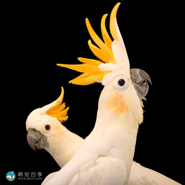 小葵花凤头鹦鹉-3