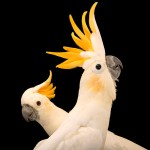 小葵花凤头鹦鹉-缩略图-3