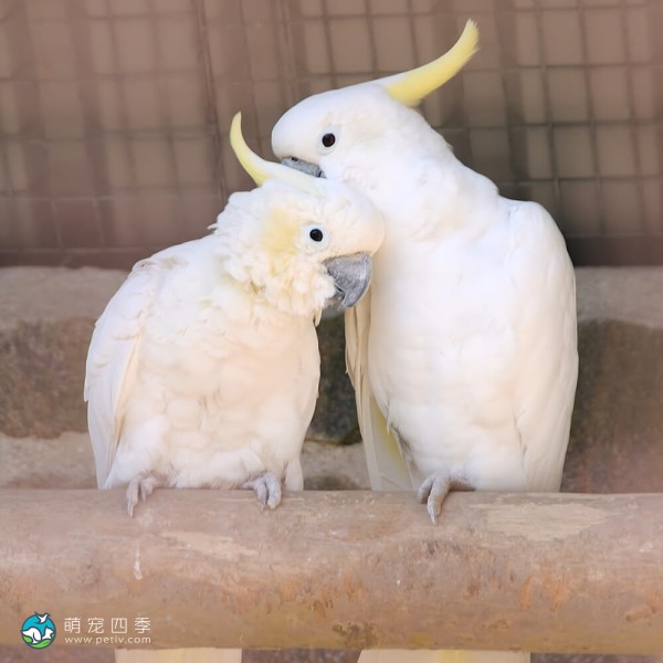 小葵花凤头鹦鹉-4