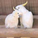 小葵花凤头鹦鹉-缩略图-4