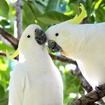 小葵花凤头鹦鹉-缩略图-5