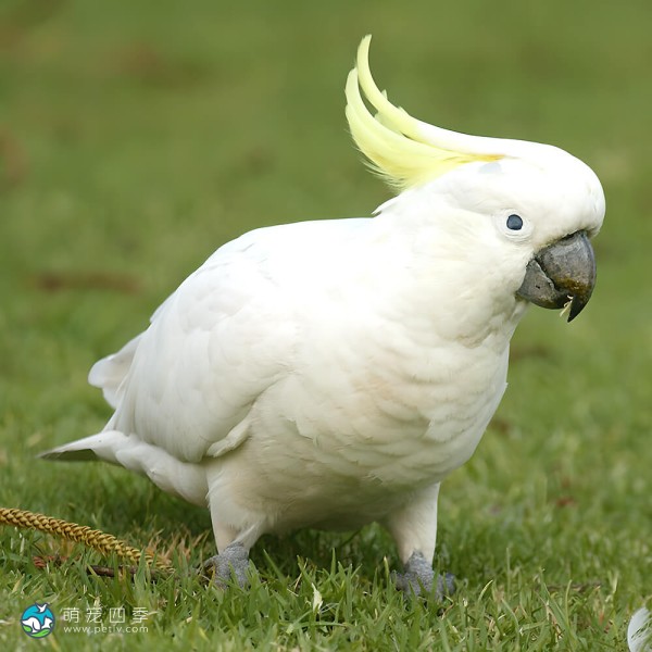 小葵花凤头鹦鹉-6