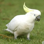 小葵花凤头鹦鹉-缩略图-6