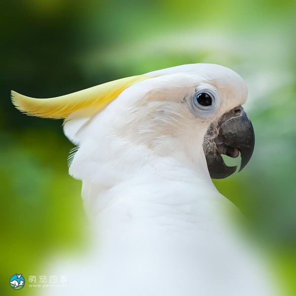 小葵花凤头鹦鹉-7