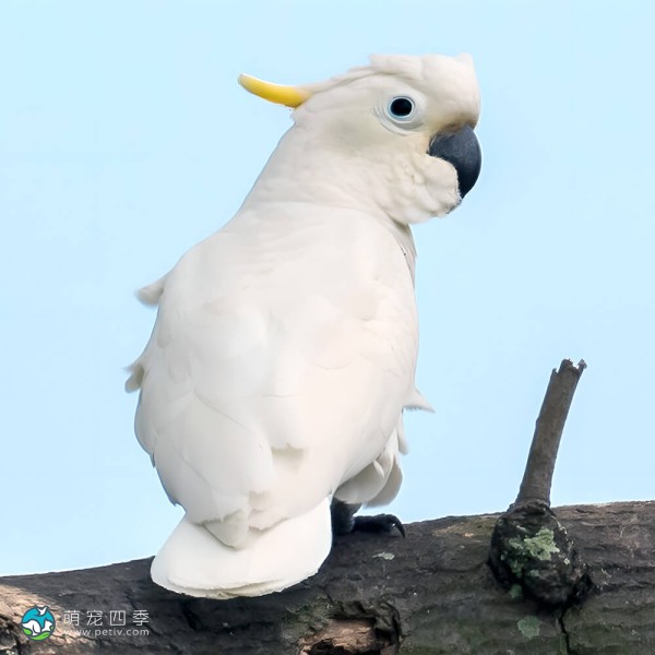 小葵花凤头鹦鹉-8