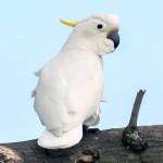 小葵花凤头鹦鹉-缩略图-8