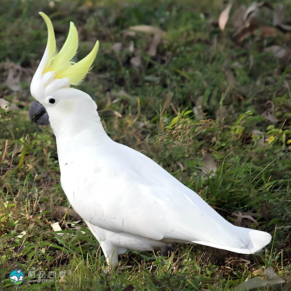 小葵花凤头鹦鹉-9