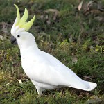 小葵花凤头鹦鹉-缩略图-9