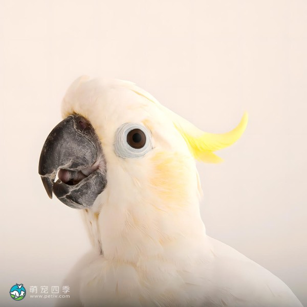 小葵花凤头鹦鹉-10