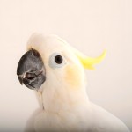 小葵花凤头鹦鹉-缩略图-10