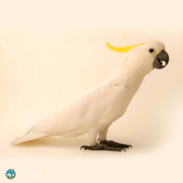 小葵花凤头鹦鹉-11