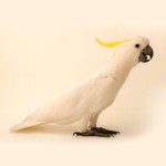 小葵花凤头鹦鹉-缩略图-11