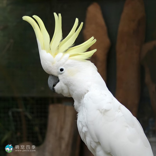 小葵花凤头鹦鹉-12