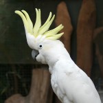 小葵花凤头鹦鹉-缩略图-12