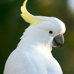 小葵花凤头鹦鹉-缩略图-13