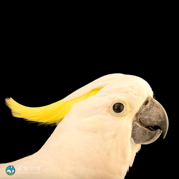 小葵花凤头鹦鹉-14