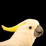 小葵花凤头鹦鹉-缩略图-14