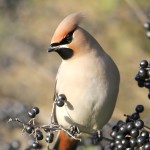 小太平鸟-缩略图-1