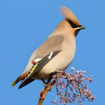 小太平鸟-缩略图-2