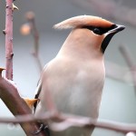 小太平鸟-缩略图-3