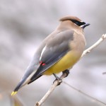 小太平鸟-缩略图-4