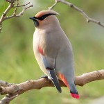 小太平鸟-缩略图-5