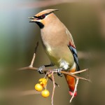 小太平鸟-缩略图-8