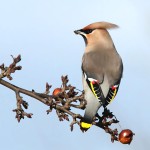 小太平鸟-缩略图-9