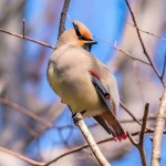 小太平鸟-缩略图-10