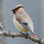 小太平鸟-缩略图-11