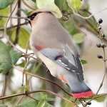 小太平鸟-缩略图-13