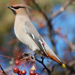 小太平鸟-缩略图-14